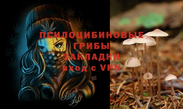 прущие грибы Алзамай